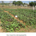 Plate 1: General View of the Experimental Plot