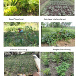 Fig. 2: Some vegetable crops growing in surveyed homegarden.