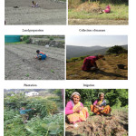 Fig. 3: Rural women involved in different activities of vegetable cultivation in surveyed homegardens.