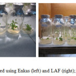 Figure 4: Plantlets produced using Enkas (left) and LAF (right); at 60 days after sowing.