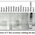 Figure 1: Banding pattern of 27 flax accessions utilizing the microsatellite marker LU1