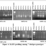 Figure 4: RAPD profiling among 7 chickpea genotypes