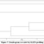 Figure 5: Dendrogram revealed by RAPD profiling