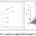 Figure 6: PCA analysis using RAPD markers technology