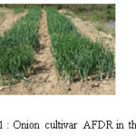 Figure 1: Onion cultivar AFDR in the field