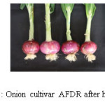 Fig. 2 : Onion cultivar AFDR after harvest