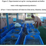 Figure 2. Experimental set up for rearing animals on biofloc water with supplemented probiotics