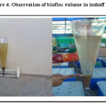 Figure 4. Observation of biofloc volume in imhoff cone