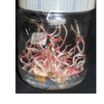 Figure 1 Morphogenetic responses in Anthurium cv. Tropical Red