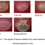 Figure 2.  The growth of leaves explants from some treatments that showed response in vitro