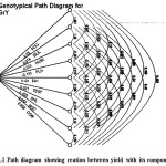 Fig.1 Path diagram showing reation between yield with its componets