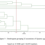 Figure 5 - Dendrogram grouping 22 accessions of Opuntia spp. based on 10 ISSR and 1 RAPD markers