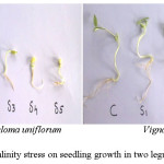 Fig.2 Effect of salinity stress on seedling growth in two leguminous crops