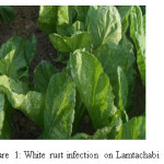 Figure 1: White rust infection on Lamtachabi (V2)