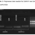 Figure No. 2: Polymerase chain reaction for OsNHX1 and OsHKT1;5 in Lalat and MTU7029