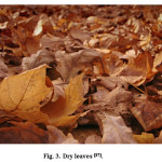Fig. 3. Dry leaves [17].