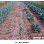 Fig. 4. Straw mulch [18].