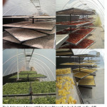Fig 3. Radar diagram showing the sensory evaluation of dried products.