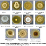 Figure 2. Colour and appearance of pure colonies of A. brassicicola on PDA media supplemented with different plant extracts.