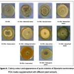 Figure 4. Colony colour and appearance of pure colonies of Bipolaris sorokiniana on PDA media supplemented with different plant extracts.