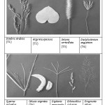 Figure 1. Different weed flora after drying