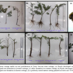 Figure 1: Effect of various rooting media on root proliferation of Taxus baccata stem cuttings: (a) Poorly developed root formation in juvenile cuttings; (b) Well developed root formation in juvenile cuttings; (c) callus formation in a mature cutting; (d) Poorly developed root formation in mature cuttings, (e) Well developed root formation in mature cuttings; (f) a profusely rooted mature cutting planted in Forest soil+ FYM + Peat (1:1:1).