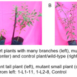 Figure 1. A) Mutant short plants with many branches (left), mutant dwarf plant with less branch and small leaf (center) and control plant/wild-type (right). From left: 0.75-L3-9, 1-L2-8, control. B) Performance of mutant tall plant (left), mutant small plant (center) and control plant/wild-type (right). From left: 1-L1-11, 1-L2-8, Control