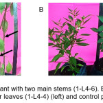 Figure 2. A) Mutant tall plant with two main stems (1-L4-6). B). Mutant plant with small size and pale green colour leaves (1-L4-4) (left) and control plant/wild-type (right)