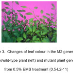 Figure 3. Changes of leaf colour in the M2 generation. Control/wild-type plant (left) and mutant plant generated from 0.5% EMS treatment (0.5-L2-11)