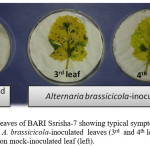 Figure 2. Detached leaves of BARI Ssrisha-7 showing typical symptoms of Black leaf spot disease on A. brassicicola-inoculated leaves (3rd and 4th leaves; right) and no symptoms on mock-inoculated leaf (left)