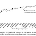 Figure 5. Detached leaf-inoculation test showing high disease pressure compared to seedling-inoculation test among the mustard-rapeseed genotypes