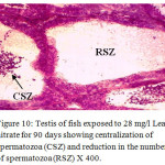 Figure 10: Testis of fish exposed to 28 mg/l Lead nitrate for 90 days showing centralization of spermatozoa (CSZ) and reduction in the number of spermatozoa (RSZ) X 400.