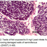Figure 2: Testis of fish exposed to 8 mg/l Lead nitrate for 30 days showing damaged walls of seminiferous tubules (DWST) X 400. 