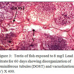 Figure 3: Testis of fish exposed to 8 mg/l Lead nitrate for 60 days showing disorganization of seminiferous tubules (DOST) and vacuolization (V) X 400.