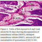 Figure 4: Testis of fish exposed to 8 mg/l Lead nitrate for 90 days showing disorganization of seminiferous tubules (DOST), deshaped seminiferous tubules (DSST), necrosis (N) and centralization of spermatozoa (CSZ) X 400.