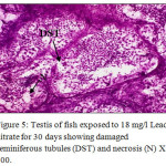 Figure 5: Testis of fish exposed to 18 mg/l Lead nitrate for 30 days showing damaged seminiferous tubules (DST) and necrosis (N) X 400.