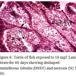 Figure 6: Testis of fish exposed to 18 mg/l Lead nitrate for 60 days showing deshaped seminiferous tubules (DSST) and necrosis (N) X 400.