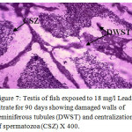 Figure 7: Testis of fish exposed to 18 mg/l Lead nitrate for 90 days showing damaged walls of seminiferous tubules (DWST) and centralization of spermatozoa (CSZ) X 400.