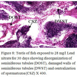 Figure 8: Testis of fish exposed to 28 mg/l Lead nitrate for 30 days showing disorganization of seminiferous tubules (DOST), damaged walls of seminiferous tubules (DWST) and centralization of spermatozoa (CSZ) X 400.