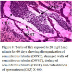 Figure 9: Testis of fish exposed to 28 mg/l Lead nitrate for 60 days showing disorganization of seminiferous tubules (DOST), damaged walls of seminiferous tubules (DWST), deshaped seminiferous tubules (DSST) and centralization of spermatozoa (CSZ) X 400.
