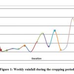 Figure 1: Weekly rainfall during the cropping period