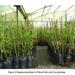 Figure 2: Regenerated plants of blood fruit ready for planting