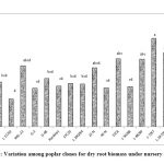 Figure 2: Variation among poplar clones for dry root biomass under nursery conditions