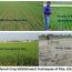 Beushening In Rice Response of Different Establishment Method on Yield Evaluation of Rice ...