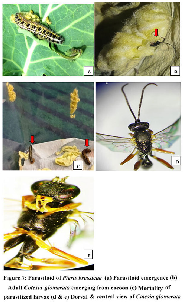 Impact of Various Brassica Species on the Developmental Response of ...